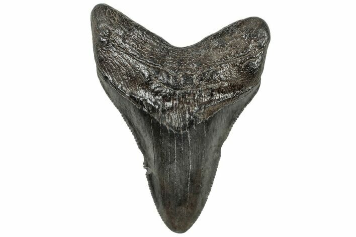 Serrated, Fossil Megalodon Tooth - South Carolina #310075